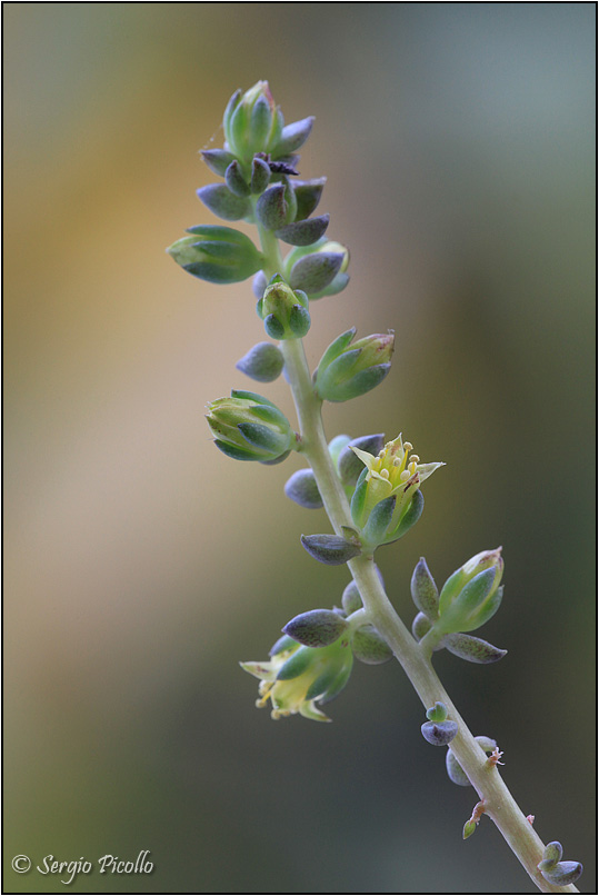 Lenophyllum texanum 