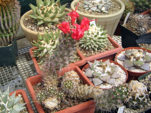 Mammillaria poselgeri 