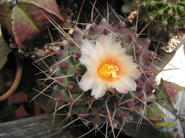 Thelocactus rinconensis 