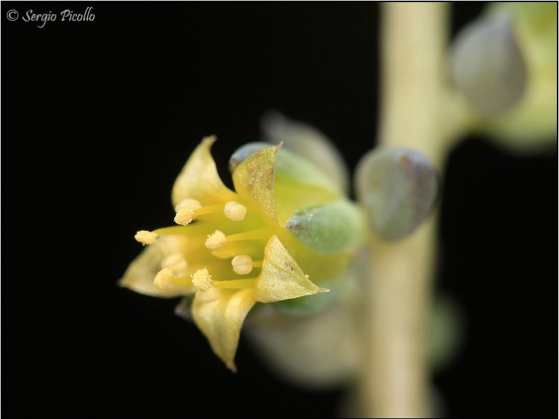 Lenophyllum texanum 