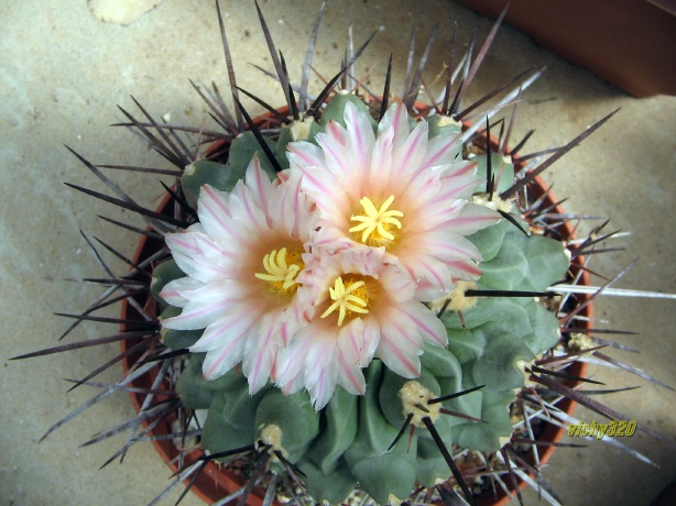 Thelocactus rinconensis 