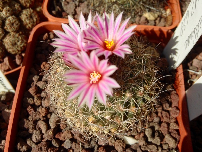 Turbinicarpus saueri ssp. nieblae MZ 628