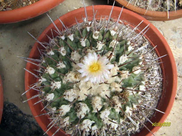 Thelocactus rinconensis 