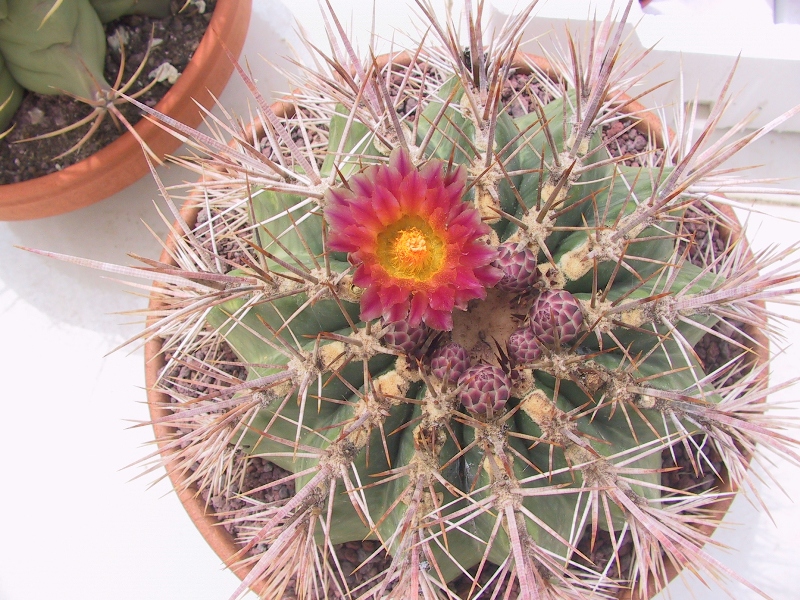 Ferocactus pottsii x viridescens 