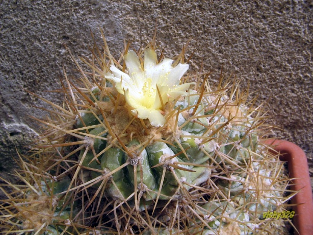 Copiapoa haseltoniana 