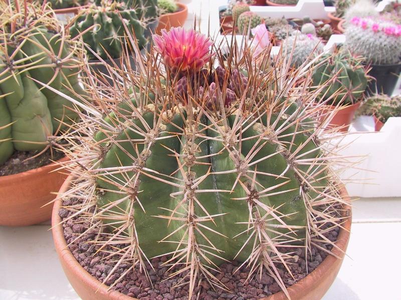 Ferocactus pottsii x viridescens 