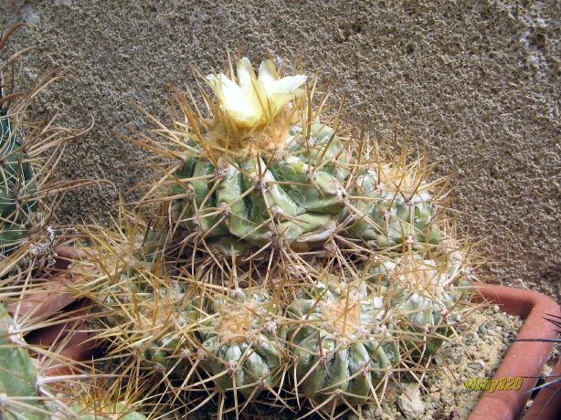 Copiapoa haseltoniana 