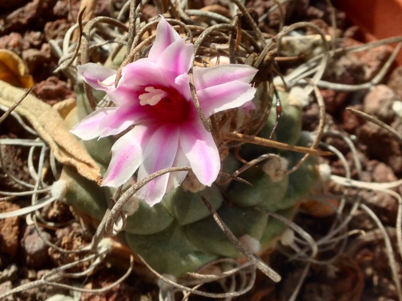 Turbinicarpus schmiedickeanus ssp. rubriflorus 