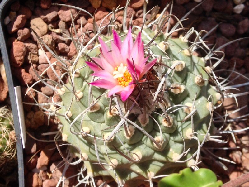 Turbinicarpus roseiflorus 