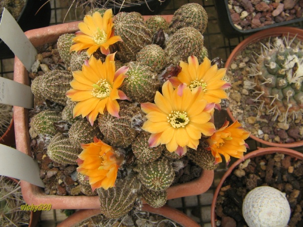 Rebutia pygmaea v. diersiana 