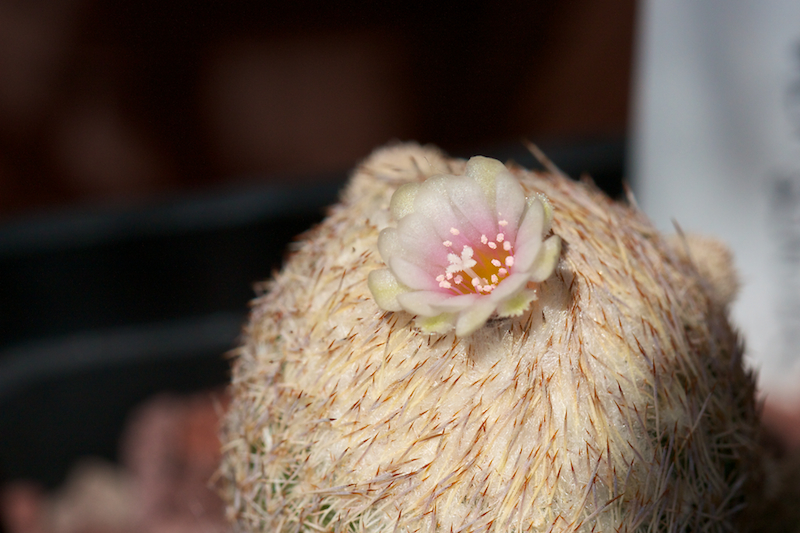 Epithelantha micromeris v. densispina 