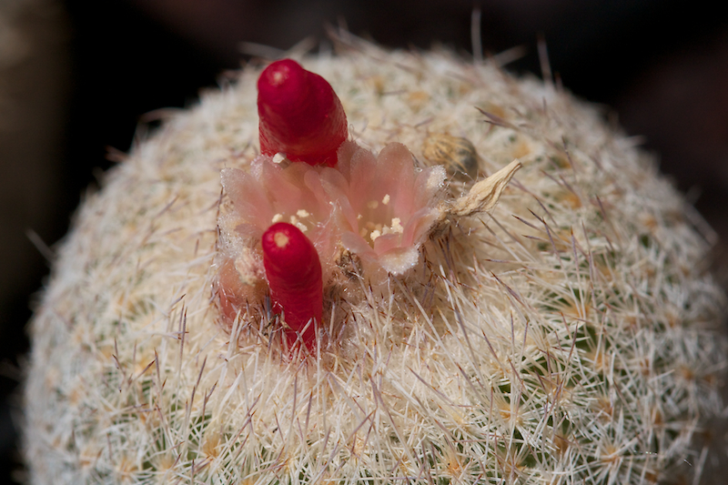 Epithelantha dickisoniae 