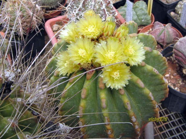 Ferocactus glaucescens v. inermis 