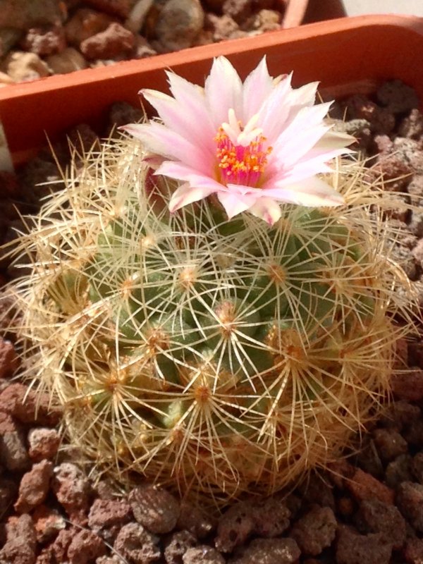 Turbinicarpus knuthianus 