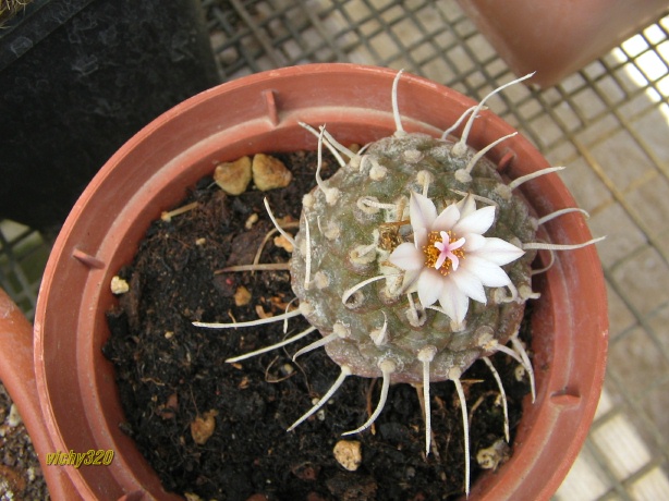 Turbinicarpus polaskii 