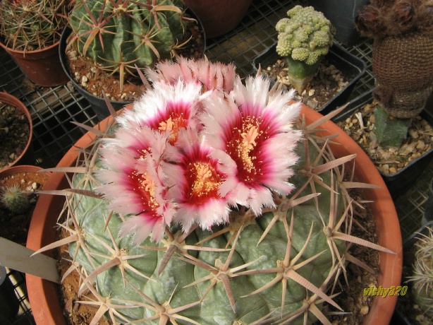 Echinocactus texensis 