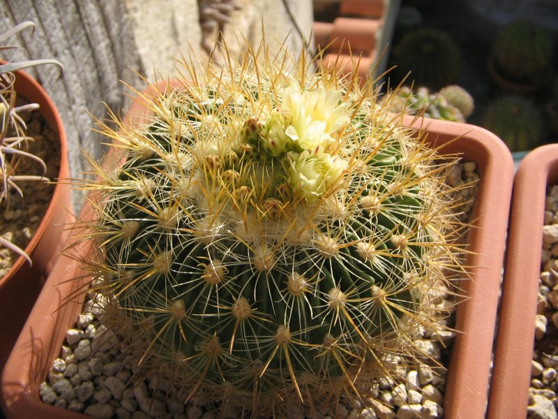 Echinofossulocactus albatus 