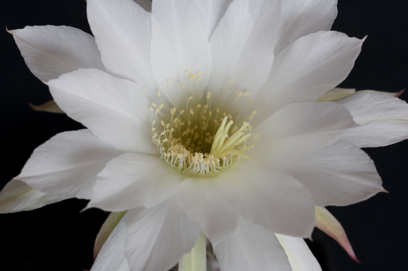 Echinopsis subdenudata 