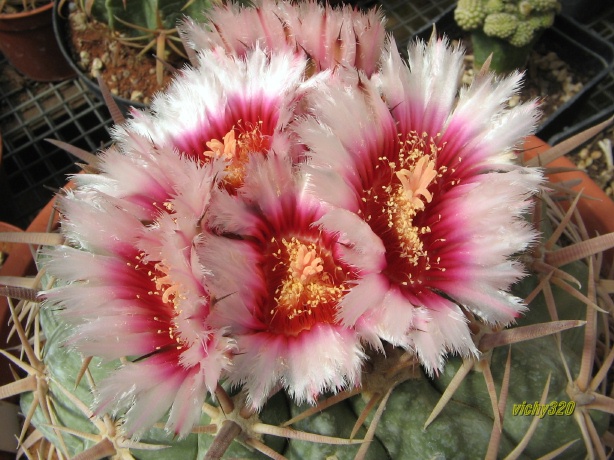 Echinocactus texensis 