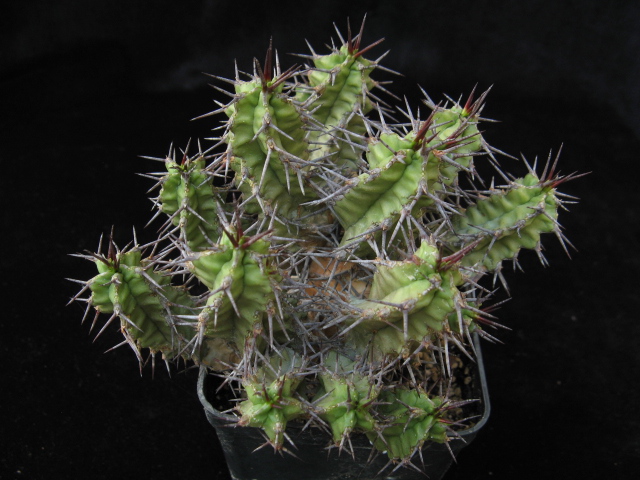 Euphorbia mitriformis 