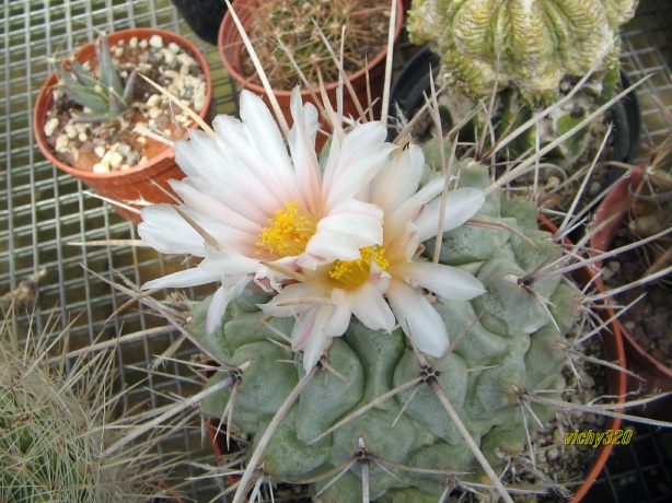 Thelocactus rinconensis ssp. nidulans 