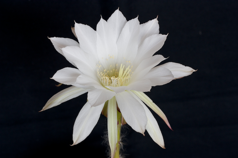Echinopsis subdenudata 