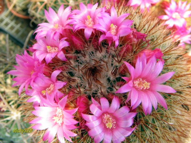 Mammillaria spinosissima 