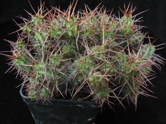 Euphorbia phillipsiae 