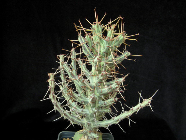 Euphorbia schizacantha 
