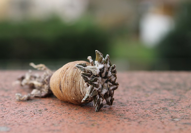 Ariocarpus kotschoubeyanus v. albiflorus MMR1