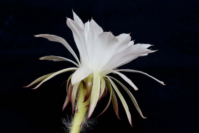 Echinopsis subdenudata 