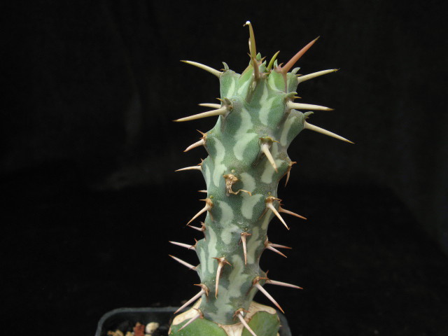 Euphorbia erigavensis 