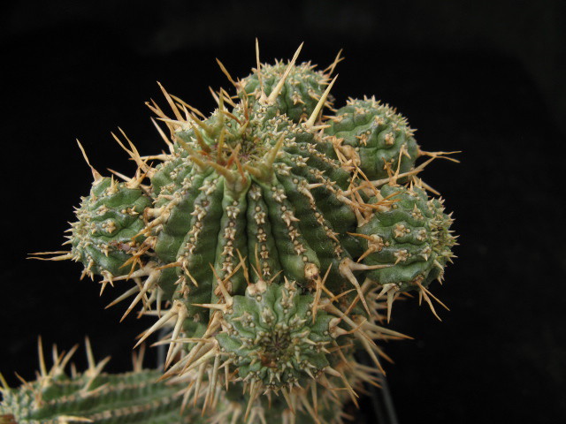 Euphorbia phillipsioides 