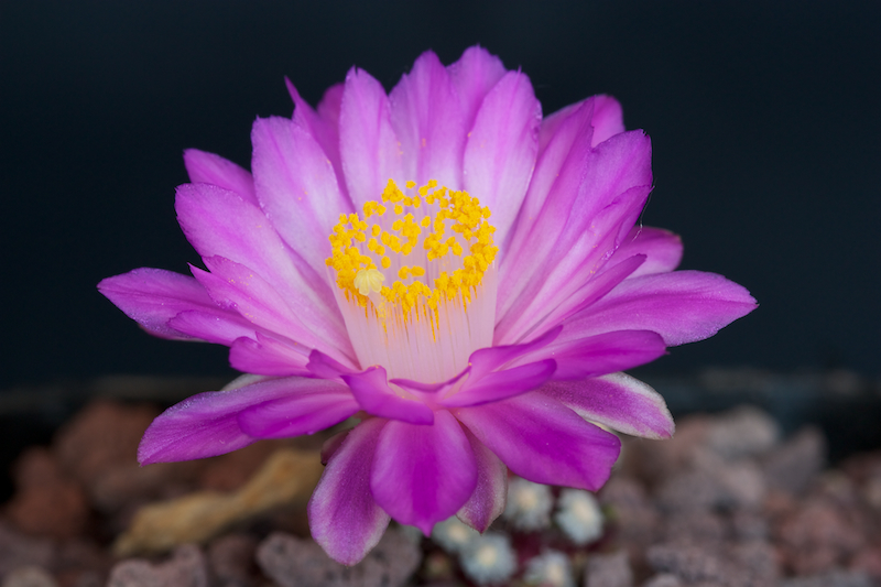 Mammillaria theresae 