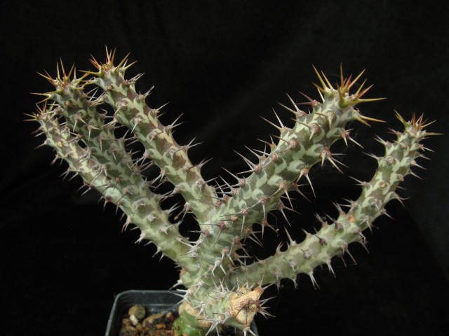 euphorbia horwoodii