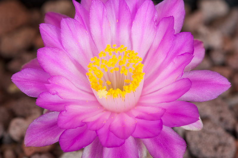 Mammillaria theresae 