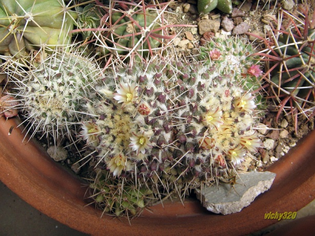 Mammillaria karwinskiana ssp. nejapensis 