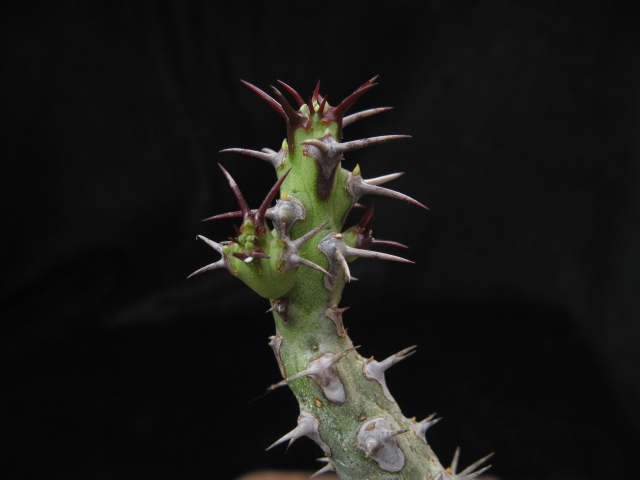 Euphorbia galgalana 