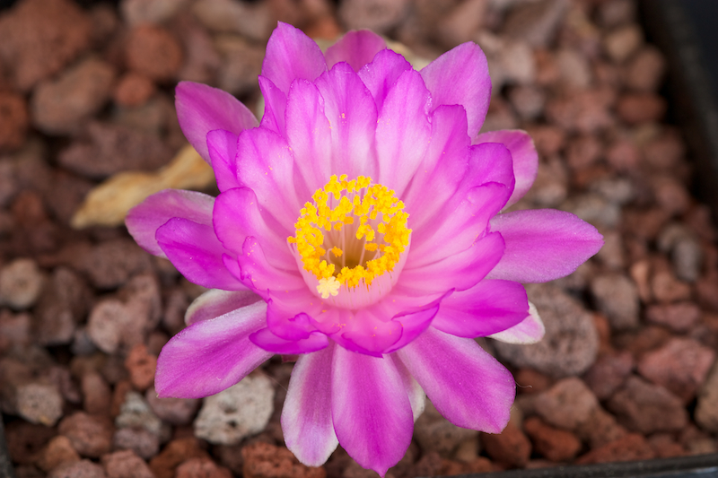 Mammillaria theresae 