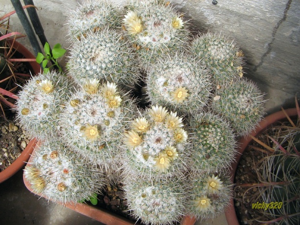 Mammillaria parkinsonii 