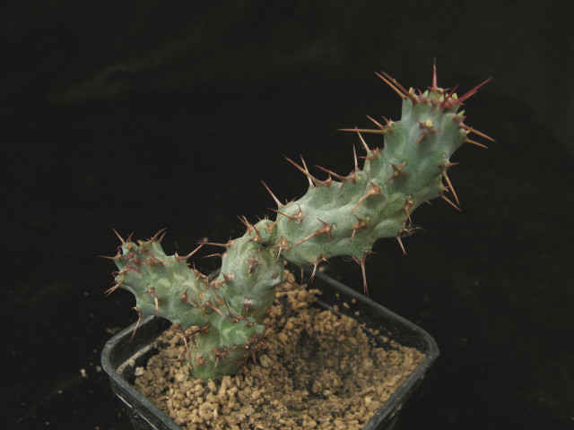 Euphorbia actinoclada 