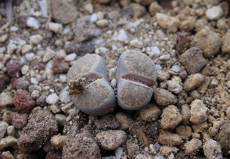 lithops verruculosa v. glabra