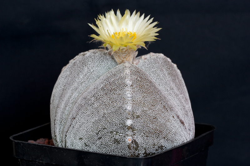 Astrophytum myriostigma f. tricostatum 