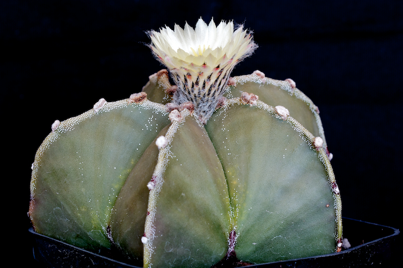 Astrophytum myriostigma v. nudum 