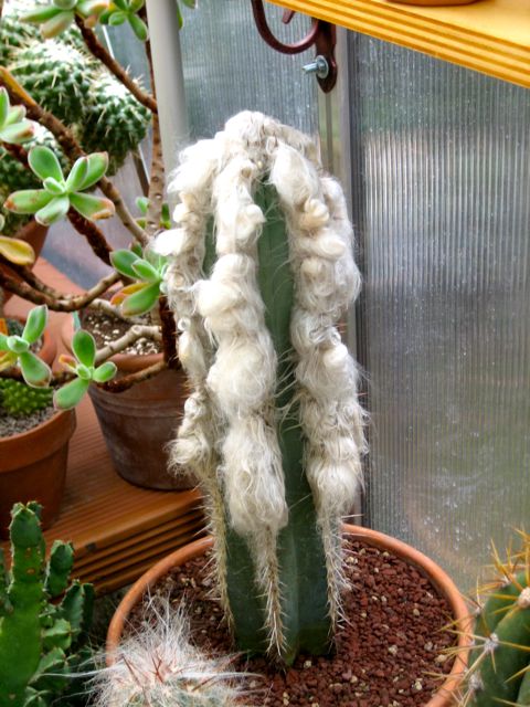 Pilosocereus palmeri 