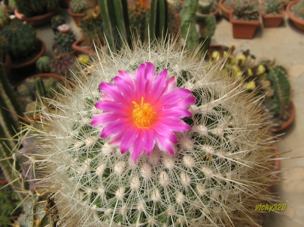 Thelocactus macdowellii 