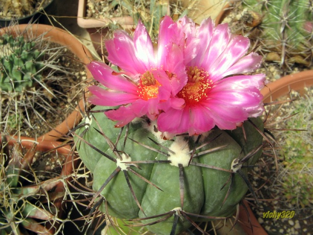 Echinocactus horizonthalonius 