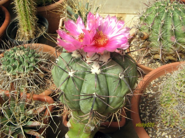 Echinocactus horizonthalonius 