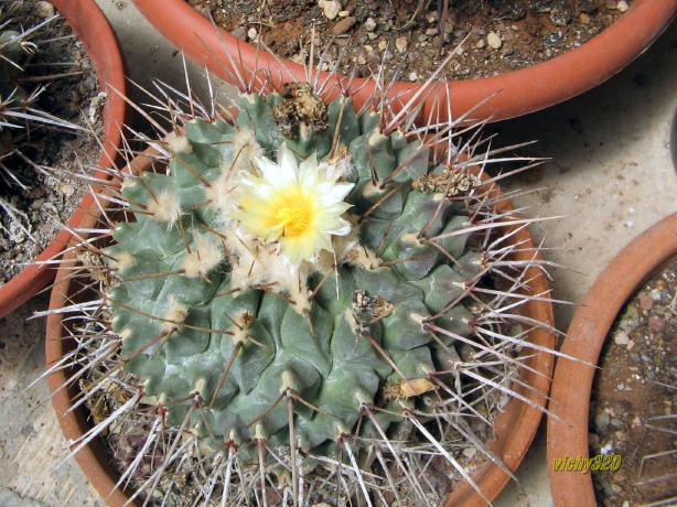 Thelocactus rinconensis 