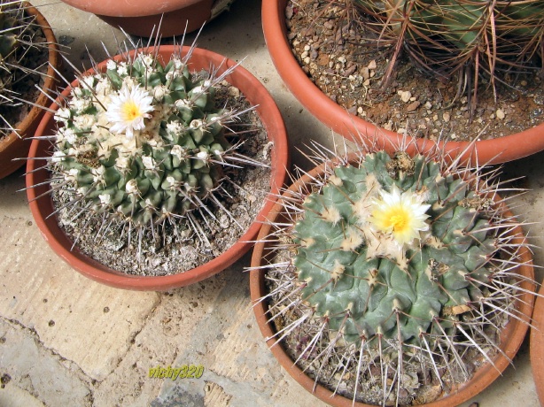 Thelocactus rinconensis 